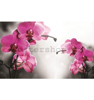 Obraz na plátně: Orchidej na šedém pozadí - 75x100 cm