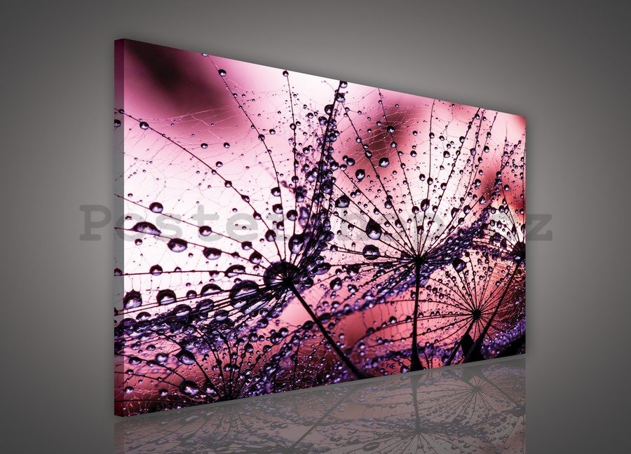 Obraz na plátně: Kapky deště (1) - 75x100 cm
