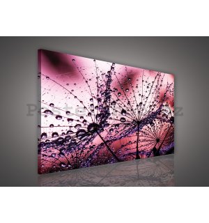 Obraz na plátně: Kapky deště (1) - 75x100 cm