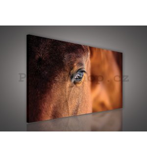Obraz na plátně: Kůň (2) - 75x100 cm