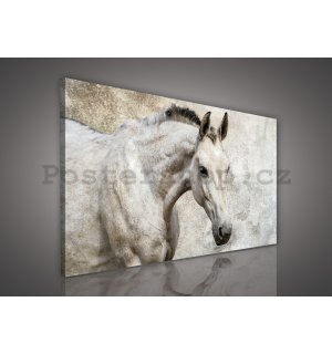 Obraz na plátně: Kůň - 75x100 cm