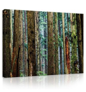 Obraz na plátně: Jehličnatý les - 75x100 cm