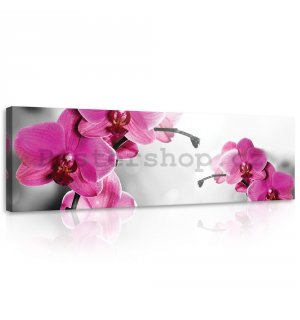Obraz na plátně: Orchidej (4) - 145x45 cm
