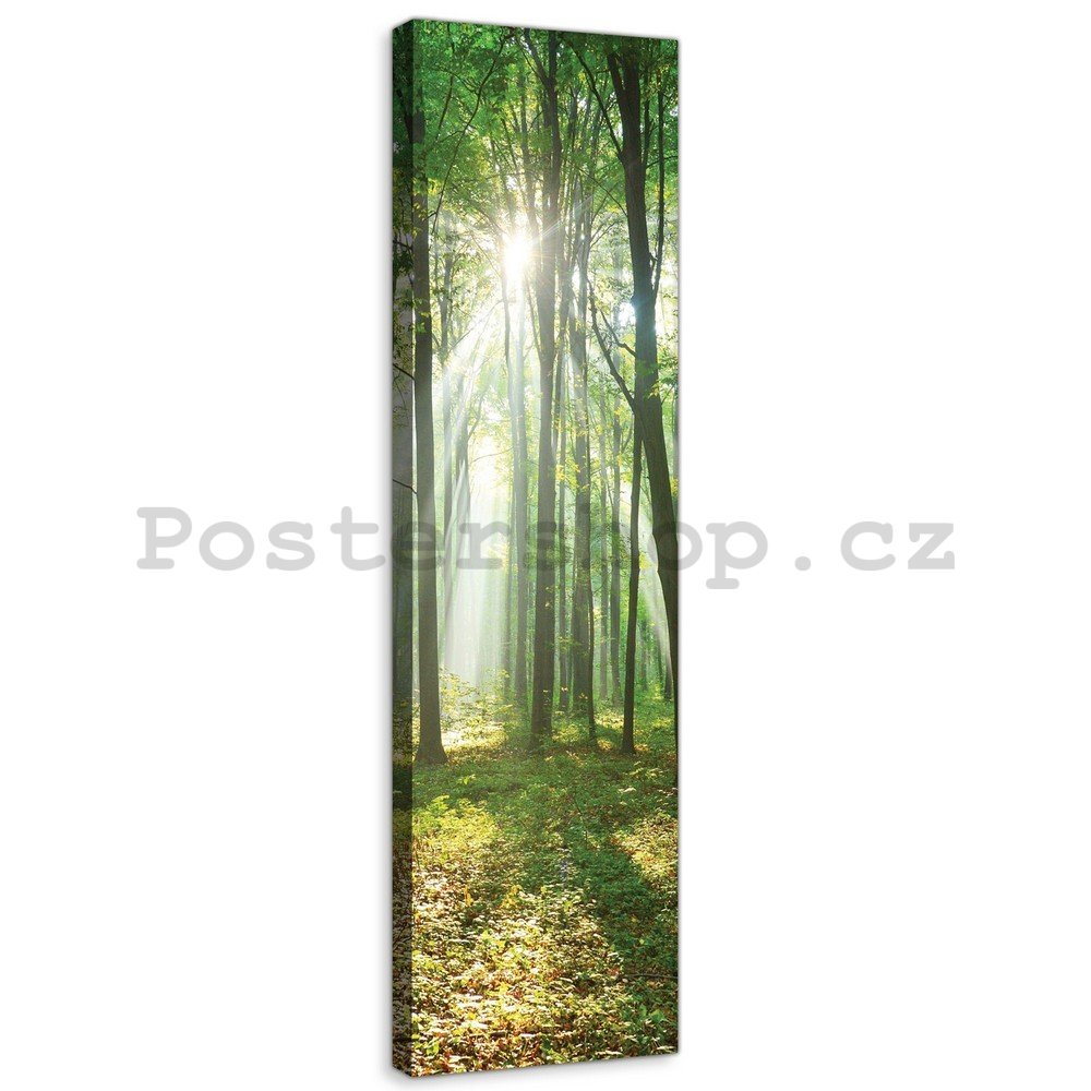 Obraz na plátně: Slunce v lese (3) - 145x45 cm