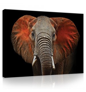 Obraz na plátně: Slon (detail)  - 75x100 cm