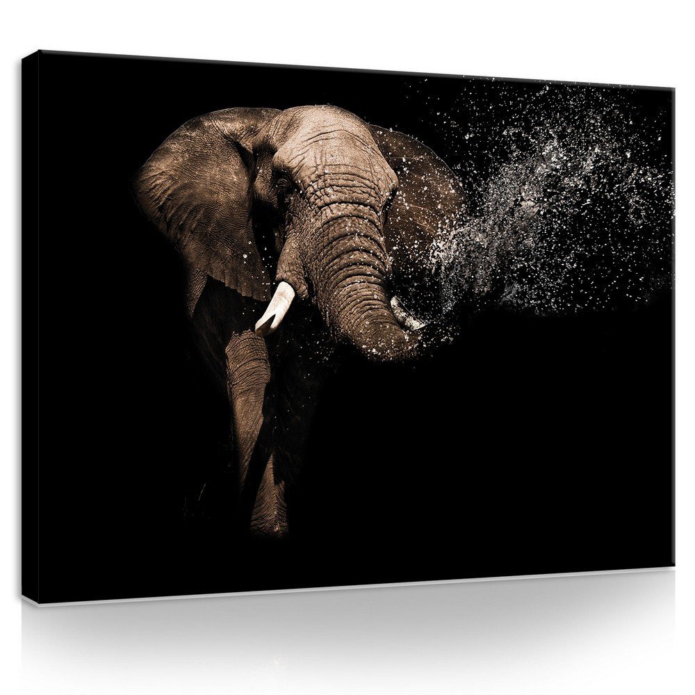 Obraz na plátně: Slon (3) - 75x100 cm
