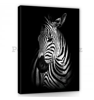 Obraz na plátně: Zebra (2) - 100x75 cm