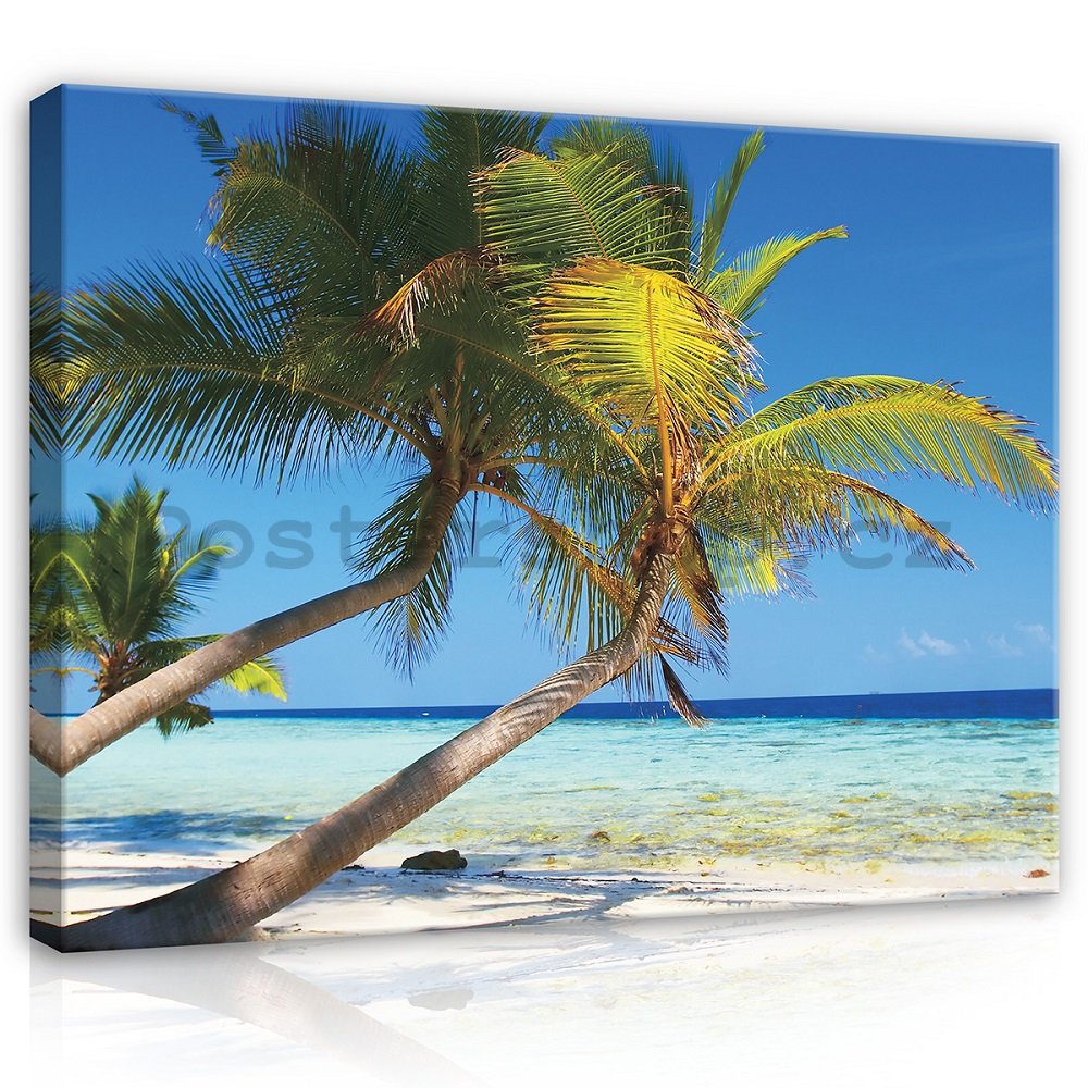 Obraz na plátně: Pláž s palmou - 75x100 cm