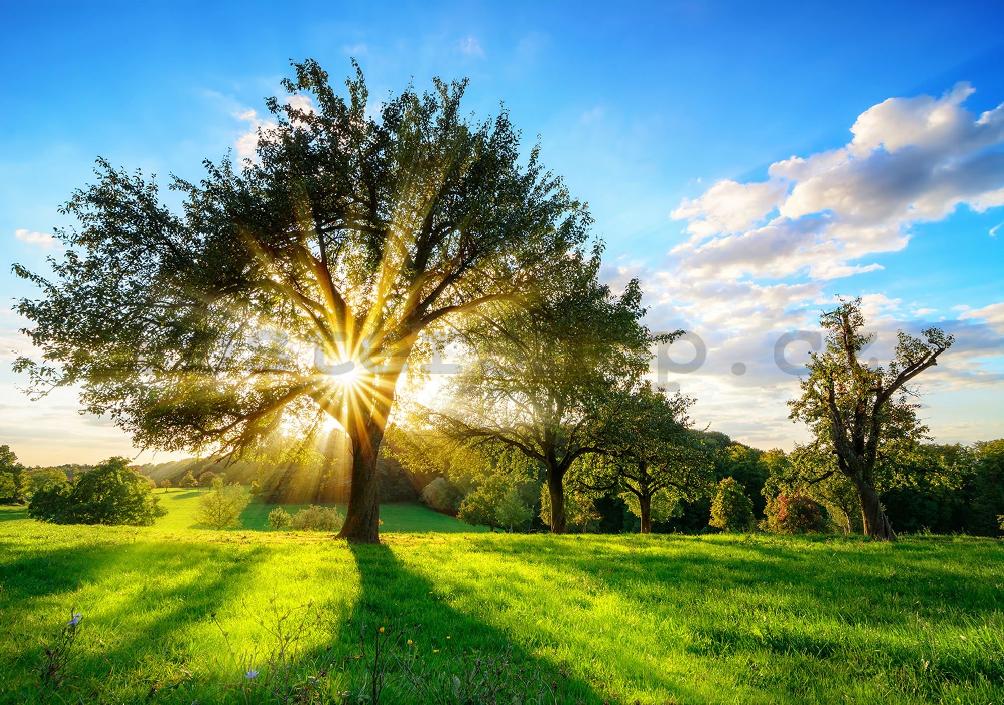 Fototapeta vliesová: Slunce za stromem - 184x254 cm