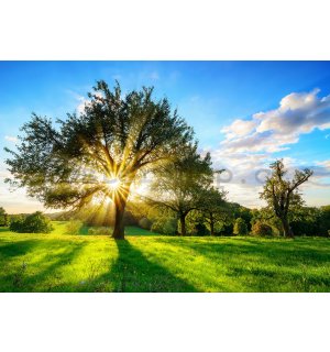 Fototapeta vliesová: Slunce za stromem - 184x254 cm