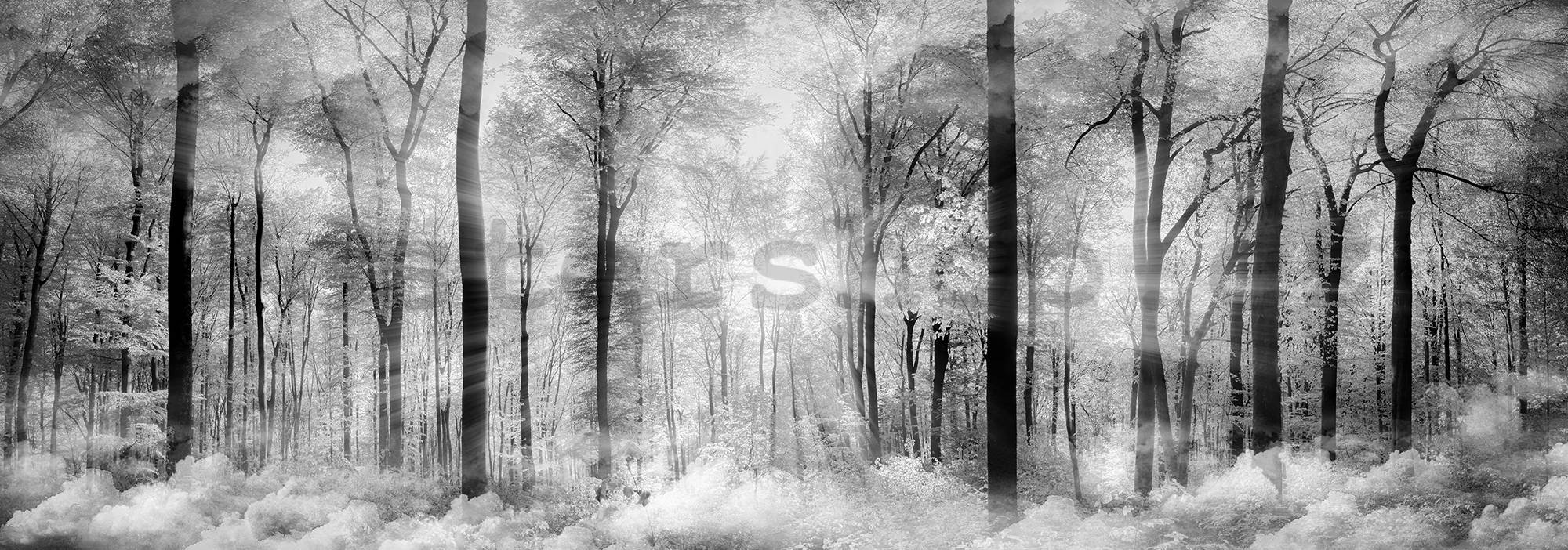 Fototapeta: Černobílý les - 624x219 cm