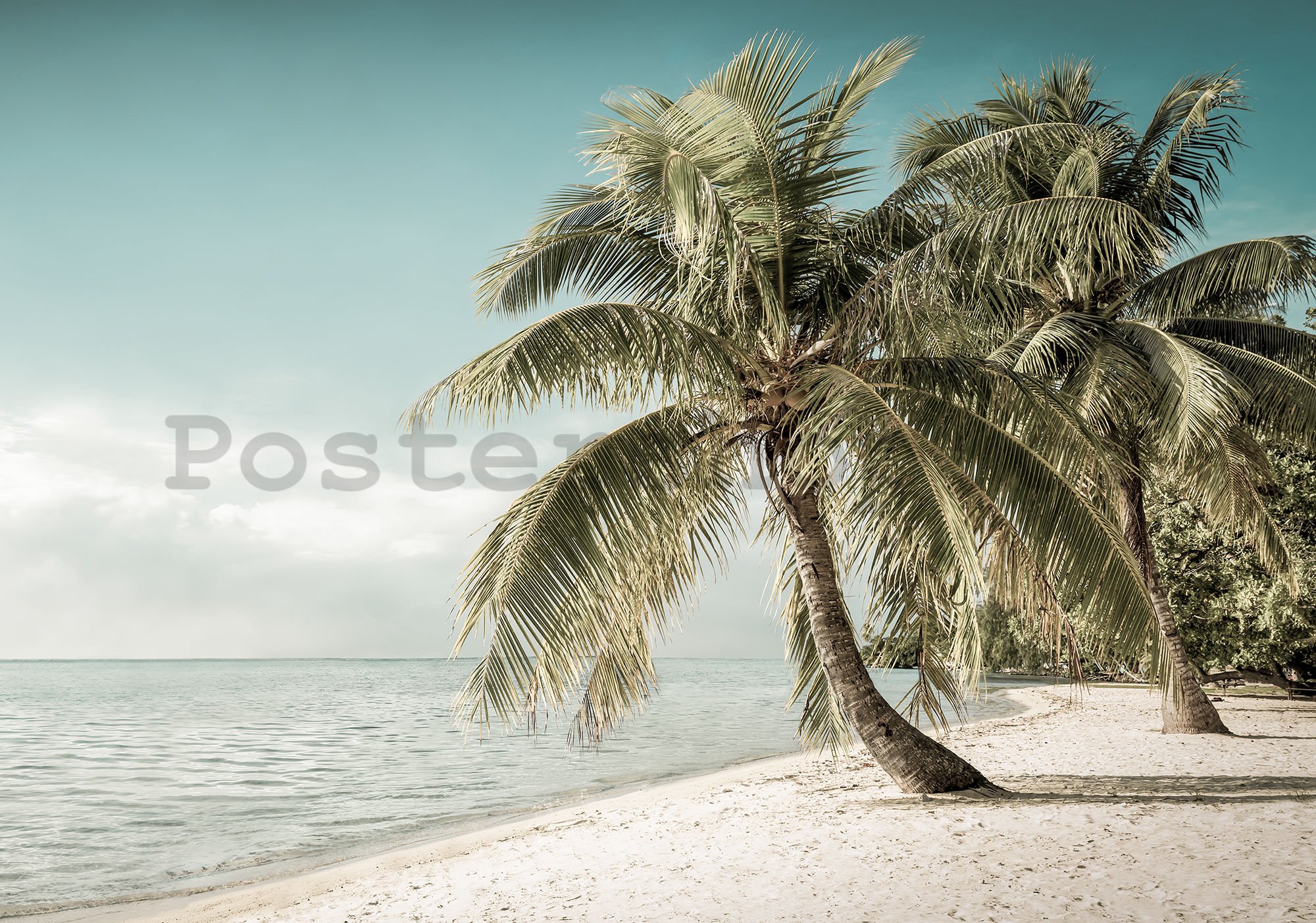 Fototapeta: Pobřeží s palmou - 184x254 cm