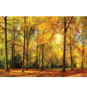 Fototapeta: Spadané listí v lese - 254x368 cm