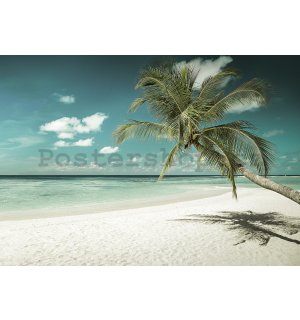 Fototapeta vliesová: Palma nad mořem - 184x254 cm