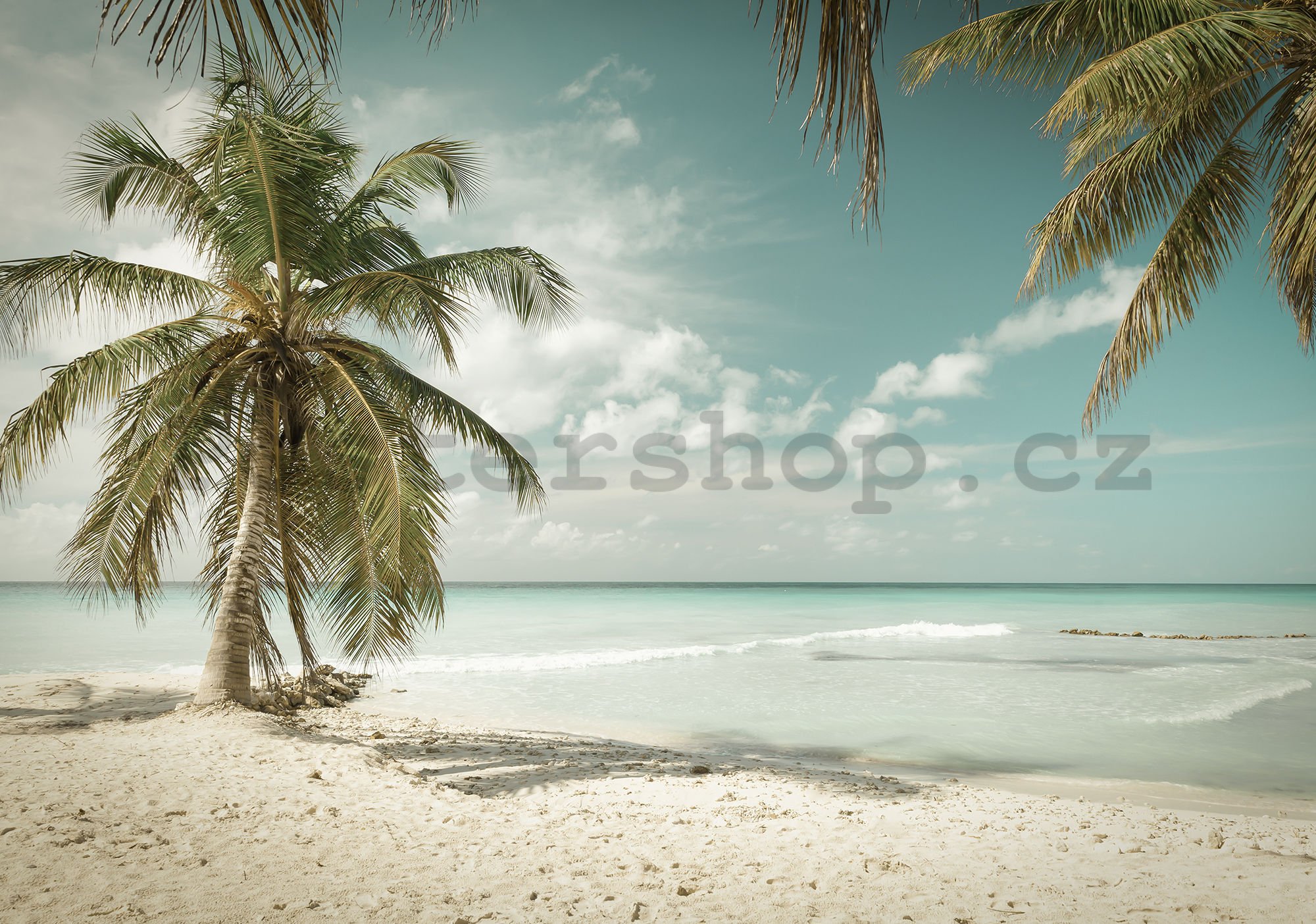 Fototapeta vliesová: Palmy nad mořem - 184x254 cm