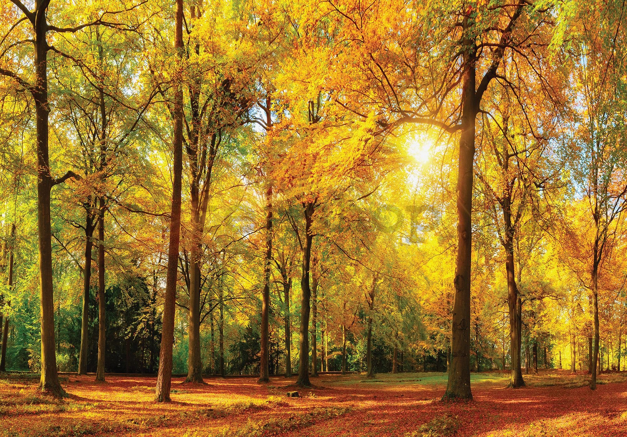 Fototapeta vliesová: Spadané listí v lese - 184x254 cm