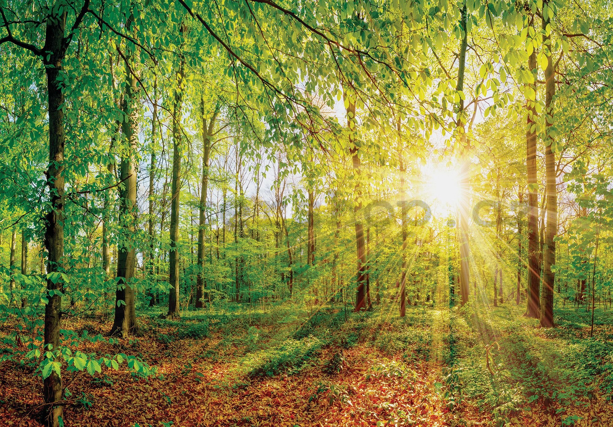 Fototapeta vliesová: Pohled do lesa - 184x254 cm