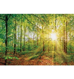 Fototapeta vliesová: Pohled do lesa - 184x254 cm