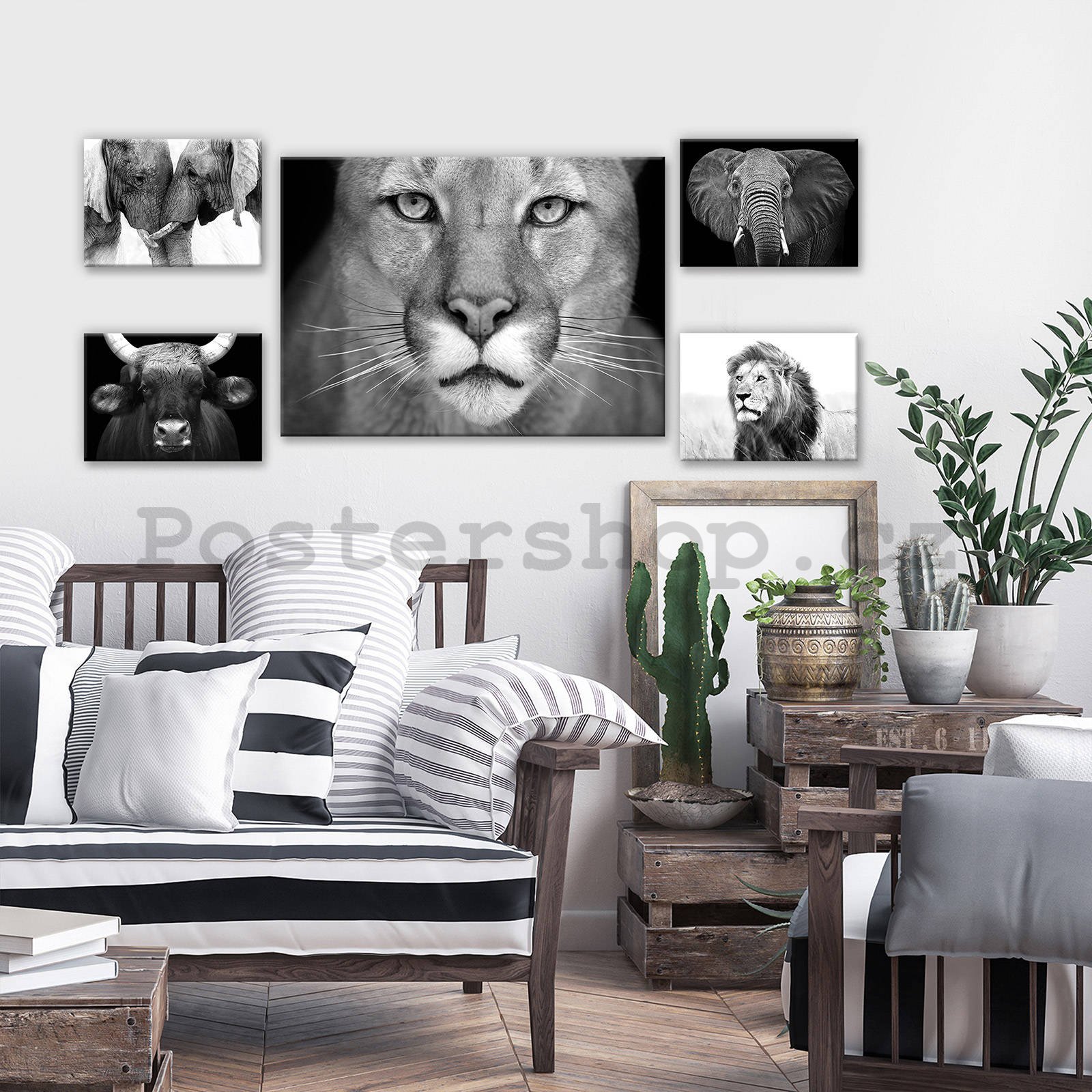 Obraz na plátně: Černobílý lev - set 1ks 70x50 cm a 4ks 32,4x22,8 cm