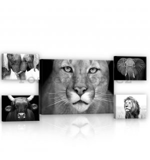 Obraz na plátně: Černobílý lev - set 1ks 70x50 cm a 4ks 32,4x22,8 cm