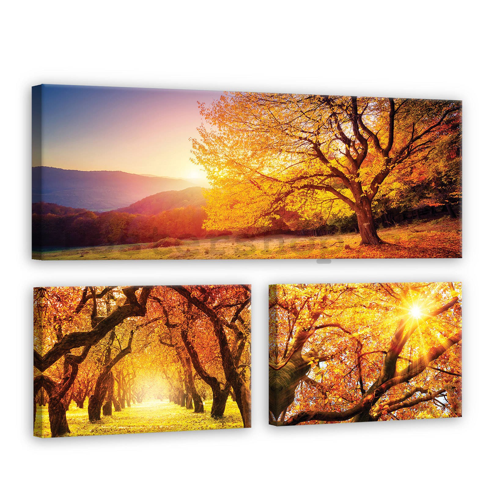 Obraz na plátně: Podzimní stromy - set 1ks 80x30 cm a 2ks 37,5x24,8 cm