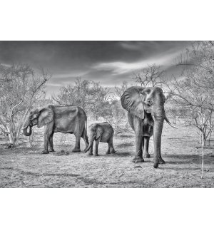 Fototapeta: Černobílí sloni - 368x254cm