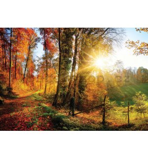 Fototapeta vliesová: Lesní cesta - 184x254 cm