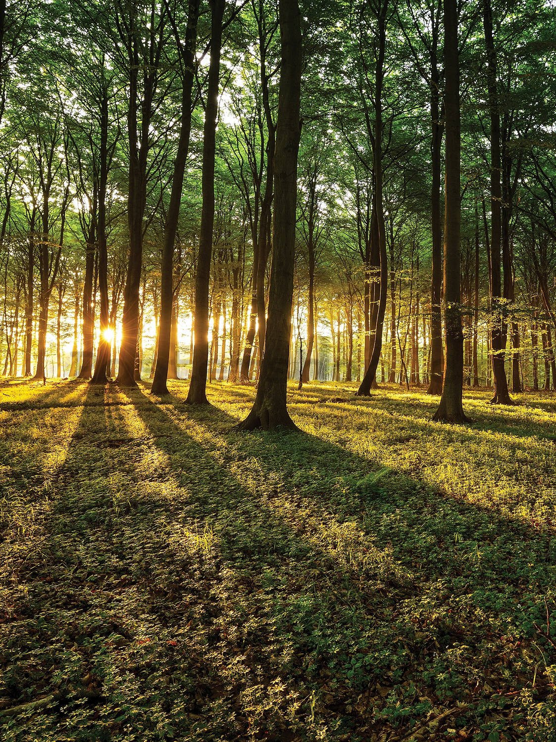Fototapeta: Západ slunce v lese - 184x254 cm