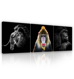Obraz na plátně: Lev, Mandril a Gorila - set 3ks 25x25cm