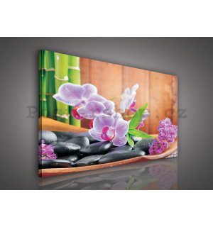 Obraz na plátně: Orchidej (1) - 80x60 cm