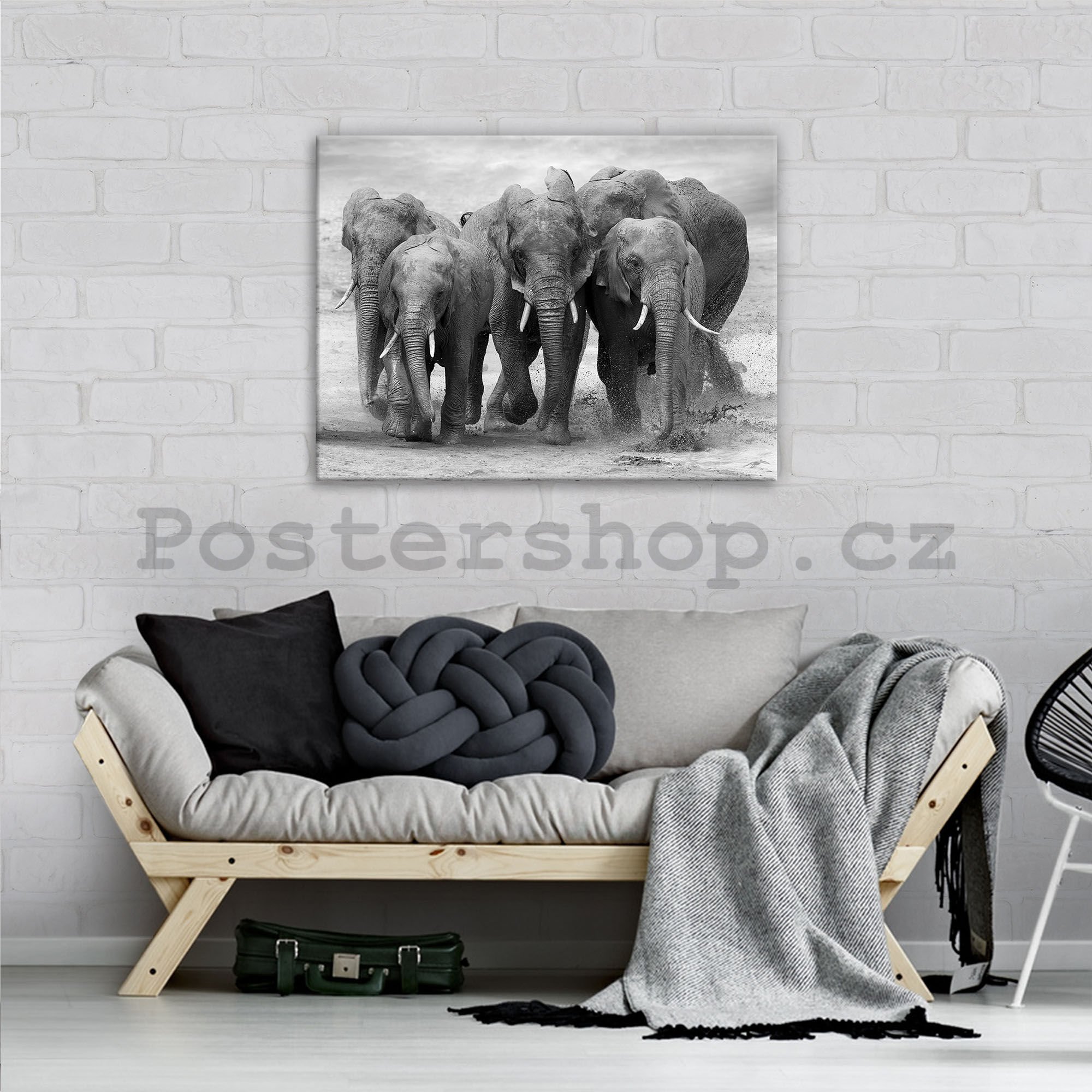 Obraz na plátně: Sloni - 80x60 cm