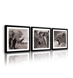Obraz na plátně: Slon, Zebry a Lvice - set 3ks 25x25cm
