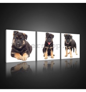 Obraz na plátně: Černé štěně - set 3ks 25x25cm