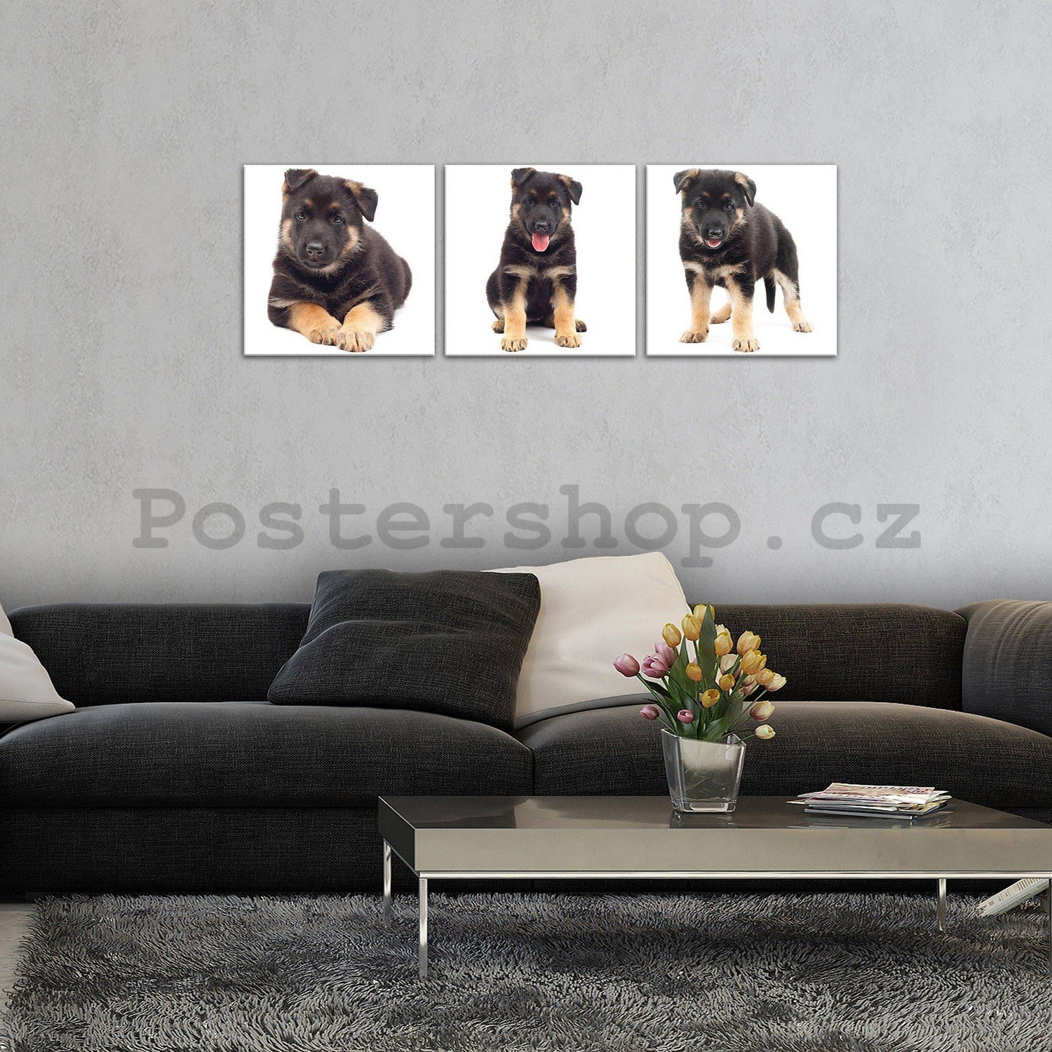 Obraz na plátně: Černé štěně - set 3ks 25x25cm