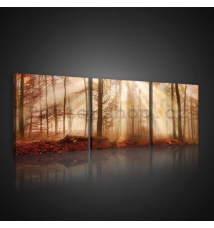Obraz na plátně: Lesní rozbřesk - set 3ks 25x25cm