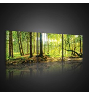Obraz na plátně: Lužní les - set 3ks 25x25cm