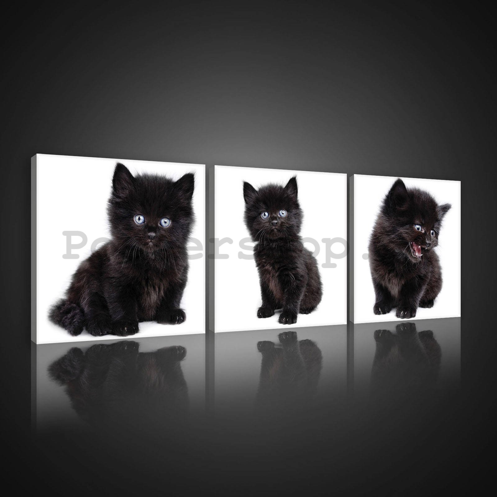 Obraz na plátně: Černé kotě - set 3ks 25x25cm