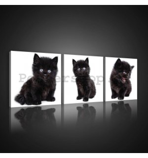 Obraz na plátně: Černé kotě - set 3ks 25x25cm