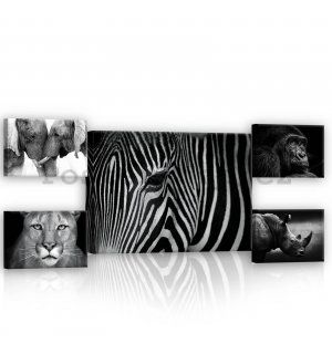 Obraz na plátně: Černobílá zvířata (2) - set 1ks 70x50 cm a 4ks 32,4x22,8 cm