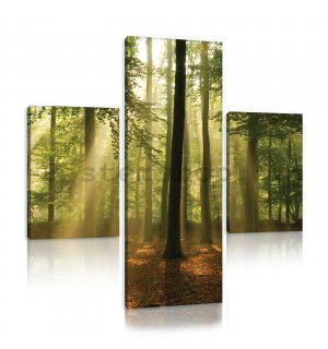 Obraz na plátně: Slunce v lese (4) - set 1ks 80x30 cm a 2ks 37,5x24,8 cm