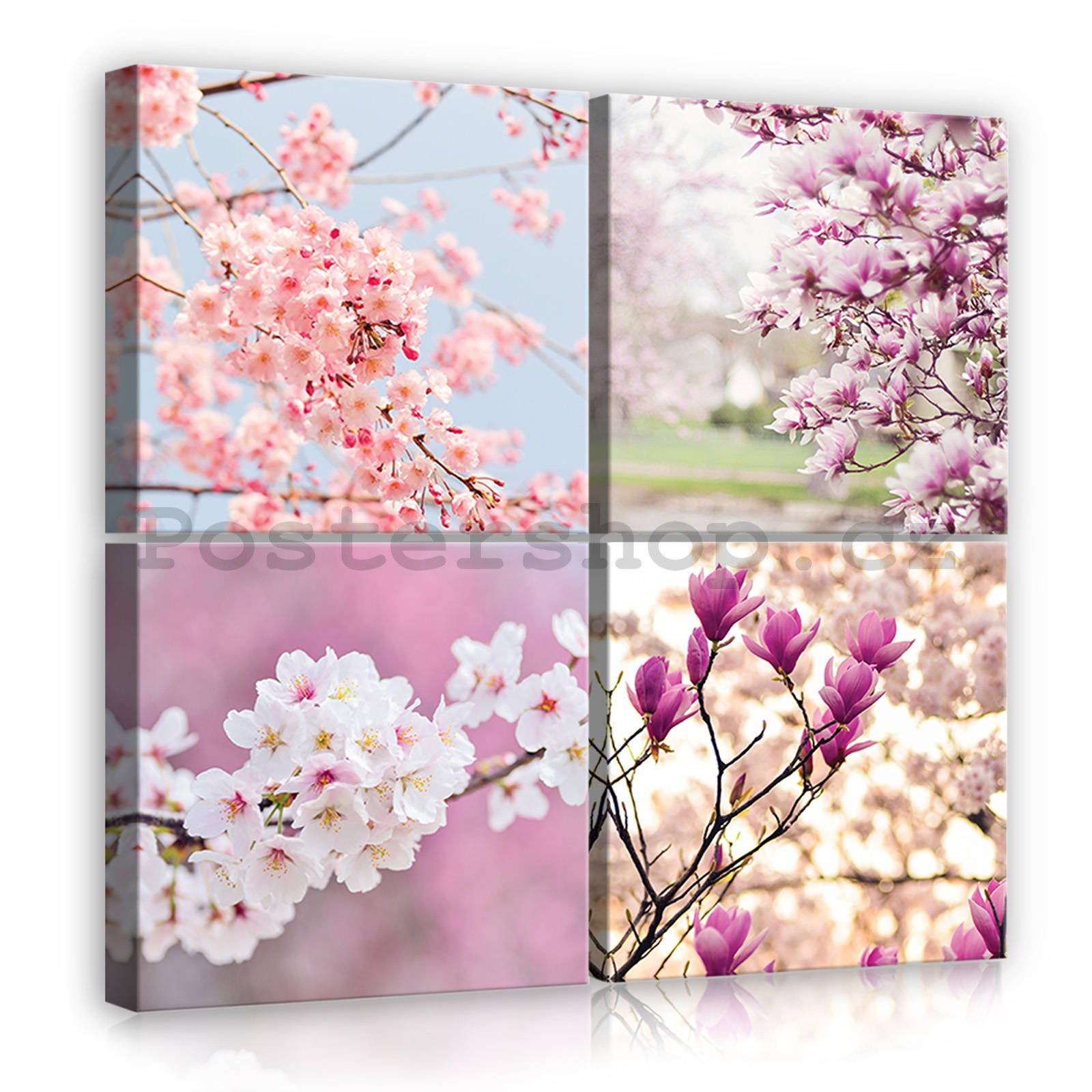 Obraz na plátně: Rozkvetlé třešně (1) - set 4ks 25x25cm
