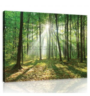Obraz na plátně: Slunce v lese (3) - 80x60 cm