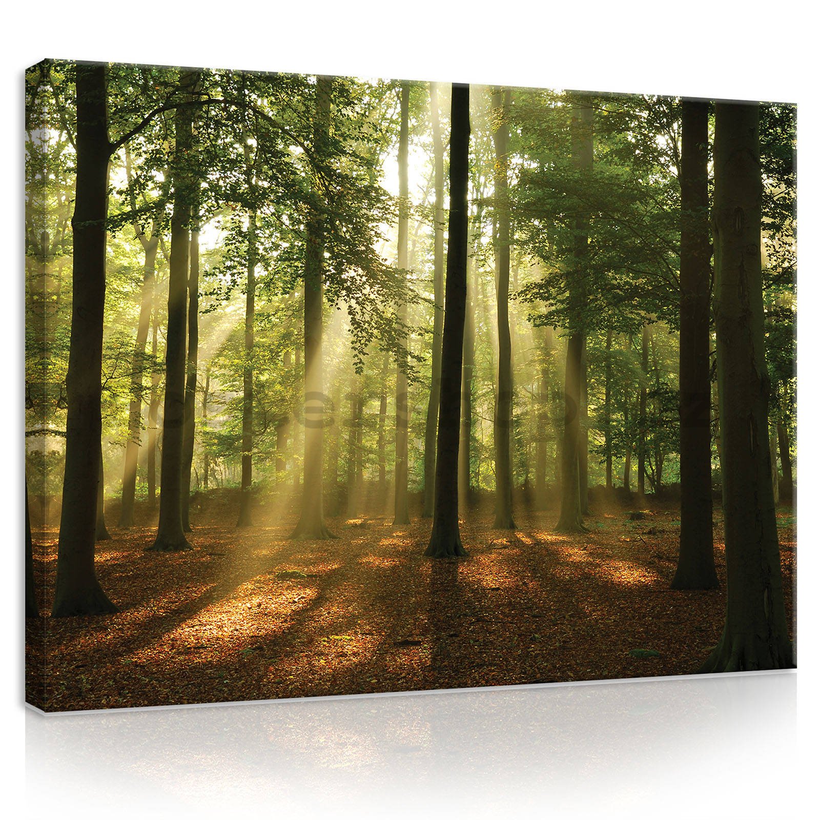 Obraz na plátně: Slunce v lese (4) - 80x60 cm