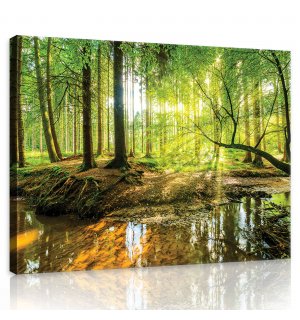 Obraz na plátně: Lužní les - 80x60 cm