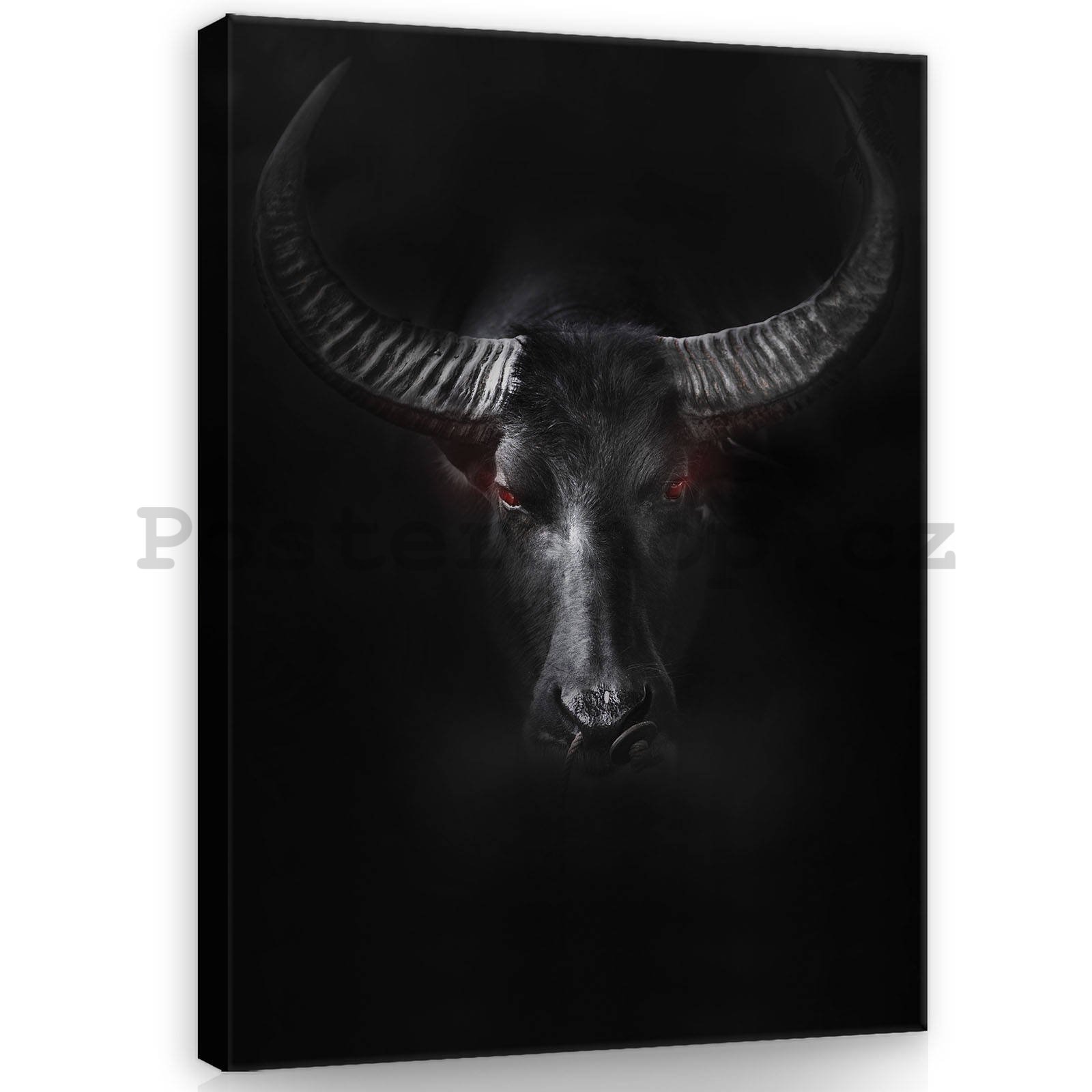 Obraz na plátně: Černý býk - 60x80 cm