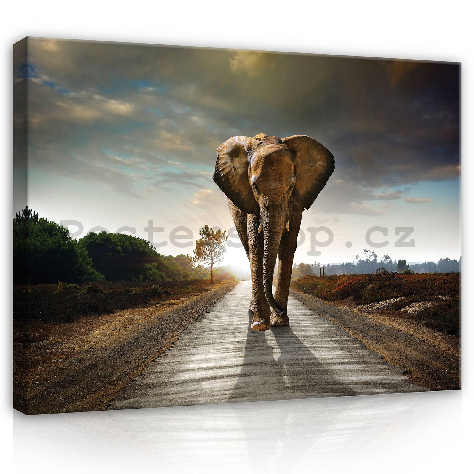 Obraz na plátně: Slon (4) - 80x60 cm