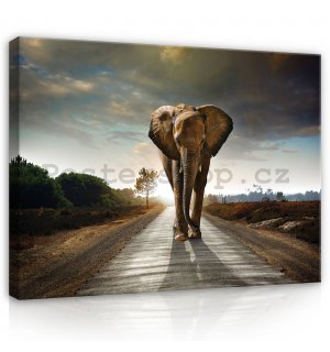 Obraz na plátně: Slon (4) - 80x60 cm