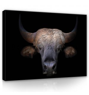 Obraz na plátně: Býk (1) - 80x60 cm