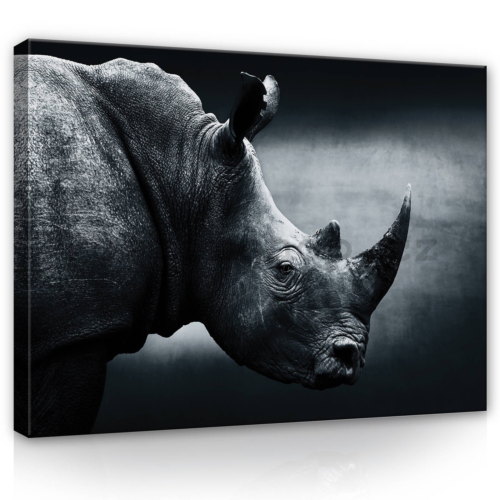 Obraz na plátně: Nosorožec (černobílý) - 80x60 cm