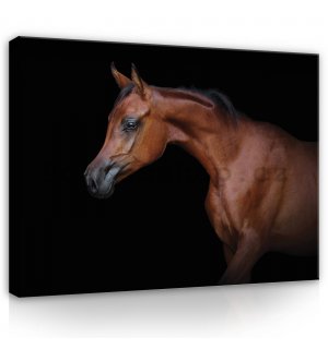 Obraz na plátně: Kůň (3) - 80x60 cm